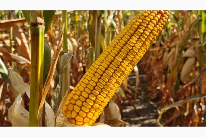 Купуємо кукурузу та відходи на самовивіз- фото № 1