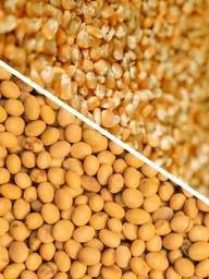 Покупка отходов кукурузы и половинок сои- фото № 1