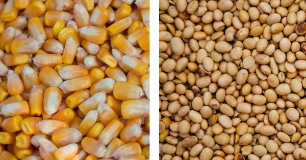 Закупка кукурудзи некондиційної- фото № 1