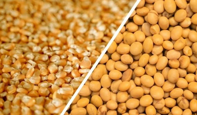 Закупаем некондиционную кукурузу- фото № 1