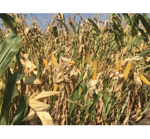 Насіння кукурудзи Хотин фао 280 на продаж- фото № 1