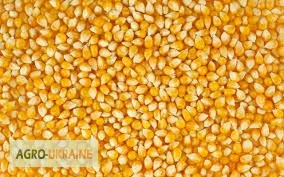 Закупівля кукурудзи на самовивіз- фото № 1