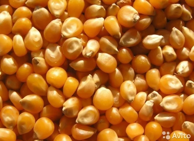 Продаж кукурузи фуражної для експорту- фото № 1