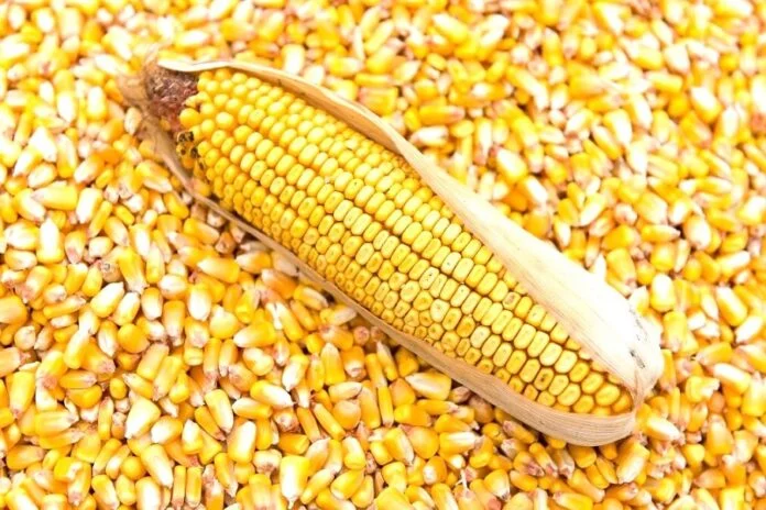 Насіння кукурудзи РАМ 8663 (ФАО 340) для продажу- фото № 1