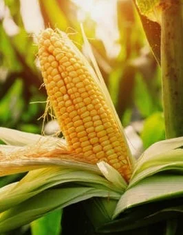 Насіння кукурудзи РАМ 1023 на зерно- фото № 1