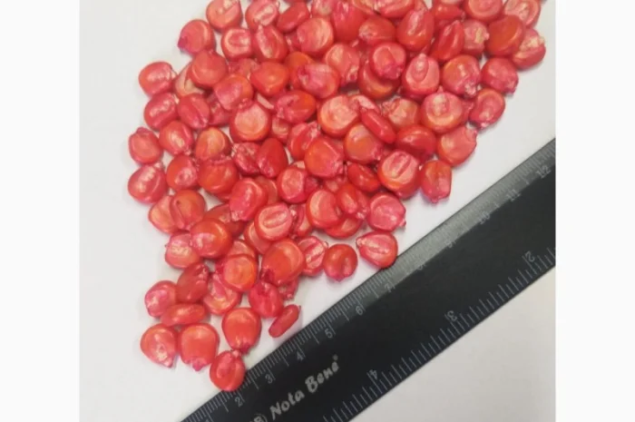 Продажа насіння кукурудзи гібрид ДН Хортиця ФАО 240- фото № 1