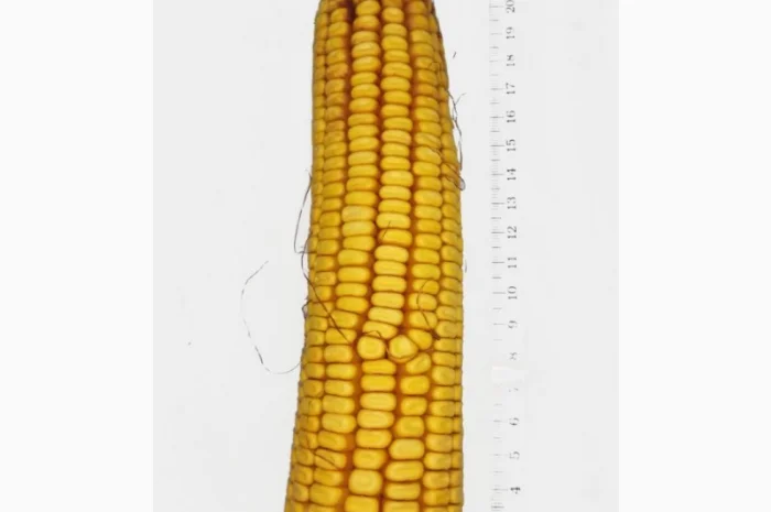 Продаж насіння кукурудзи РАМ 8143- фото № 1