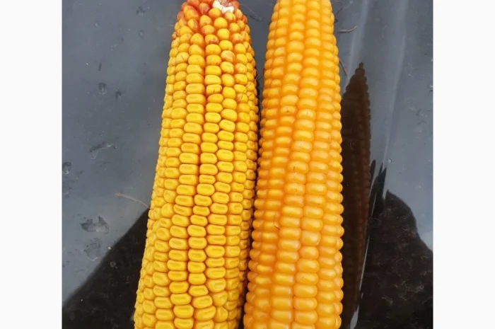 Кукурудза кременистих сортів на закупівлю- фото № 1