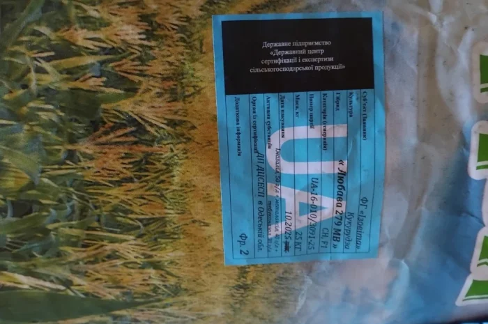 Насіння кукурузи Оржиця 2025 года- фото № 4