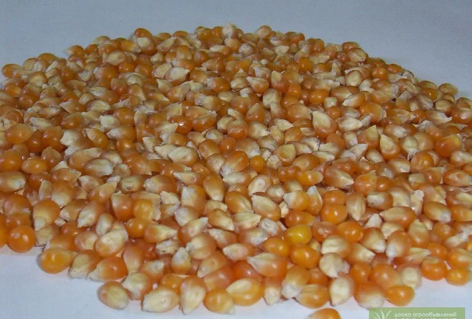 Кукуруза для попкорна Батерфляй з Аргентини- фото № 1