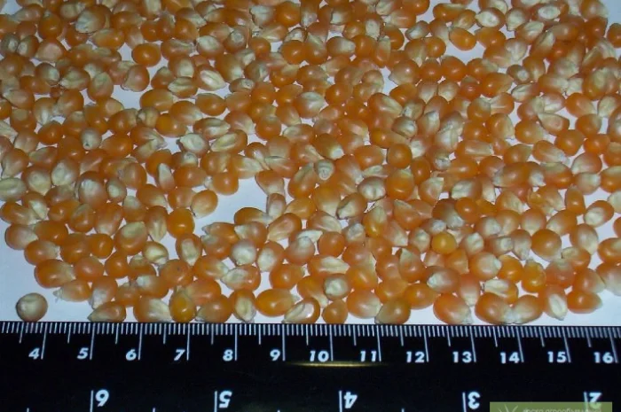 Кукуруза для попкорна Батерфляй з Аргентини- фото № 2