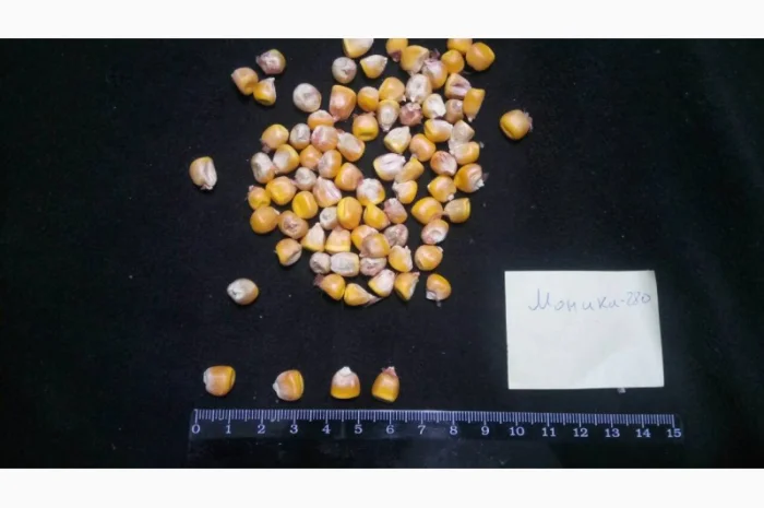 Насіння кукурудзи від виробника в Дніпропетровській області- фото № 1