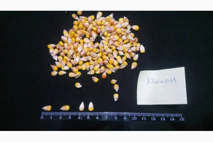 Насіння кукурудзи від виробника в Дніпропетровській області- фото № 2