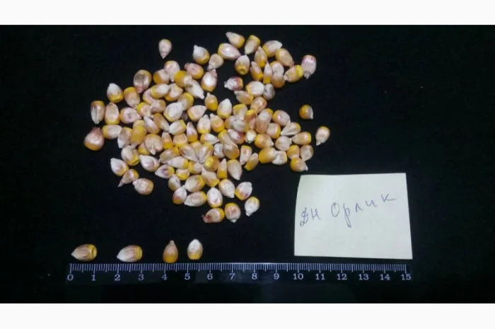 Насіння кукурудзи від виробника в Дніпропетровській області- фото № 3