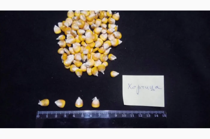 Насіння кукурудзи від виробника в Дніпропетровській області- фото № 4