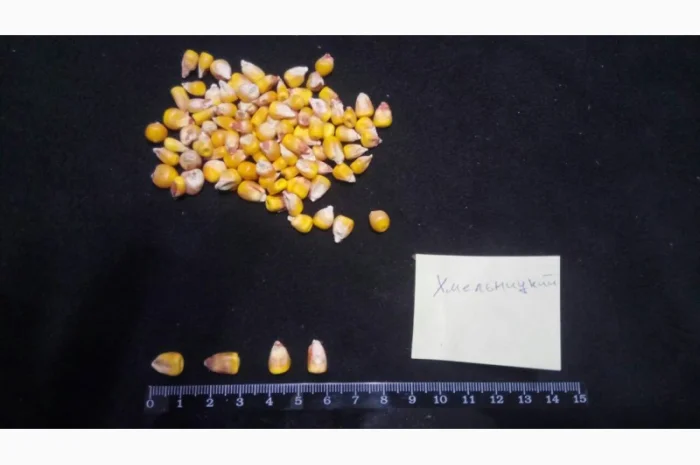 Насіння кукурудзи від виробника в Дніпропетровській області- фото № 5