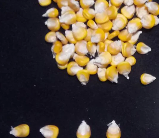 Насіння кукурудзи від виробника в Дніпропетровській області- фото № 6