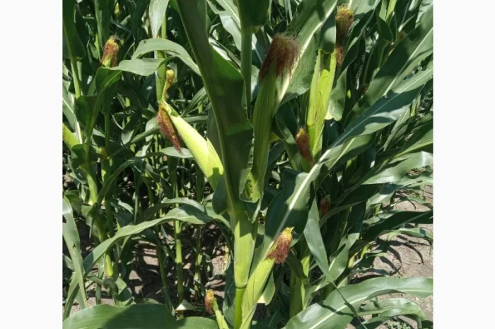 Канадське насіння гібрида кукурудзи Coburg Bt 236 ФАО 290- фото № 1