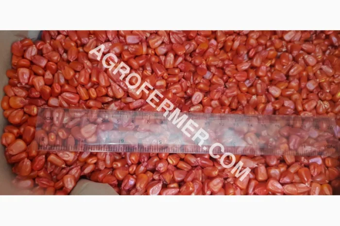 Продажа семян кукурузы CORBIN FS - 899- фото № 1