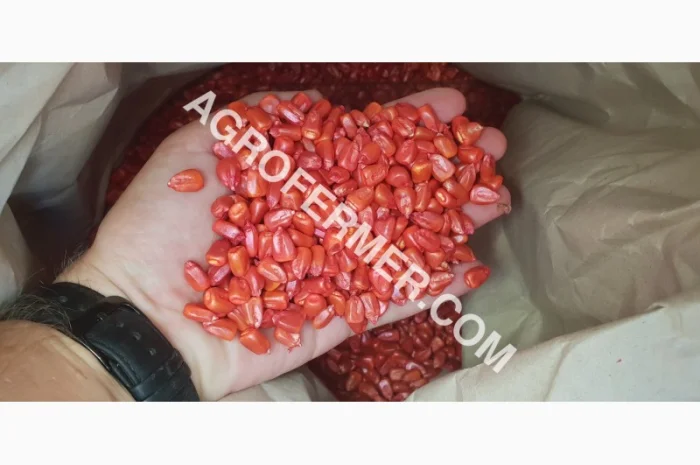 Продажа семян кукурузы CORBIN FS - 899- фото № 2
