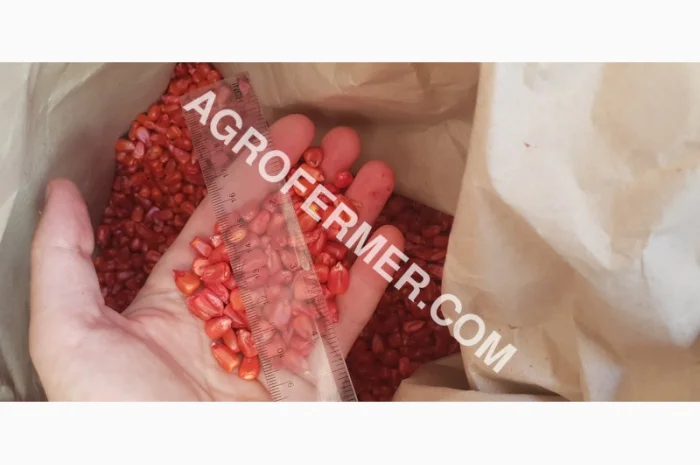 Продажа семян кукурузы CORBIN FS - 899- фото № 3