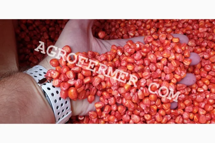 Семена кукурузы Catalina ФАО 260 - канадский трансгенный гибрид- фото № 1