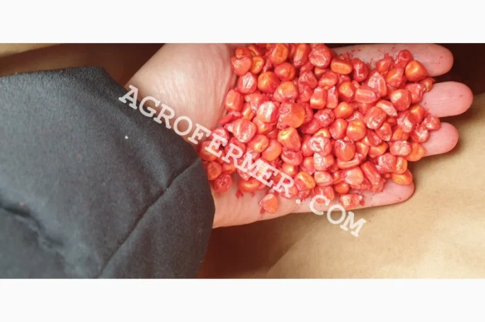 Насіння кукурудзи POINT ФАО 330 - трансгенний гібрид- фото № 1