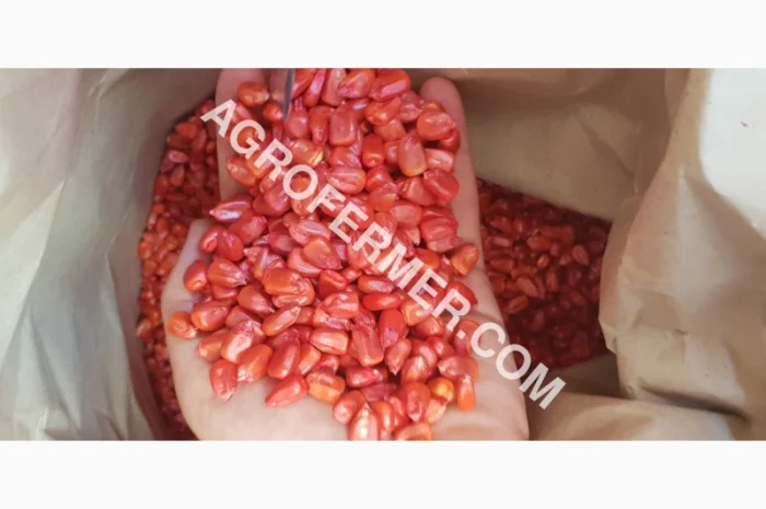 Продажа кукурузы ADEL ФАО 260- фото № 1