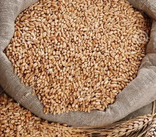 Закупаем некондиционное зерно и отходы- фото № 1