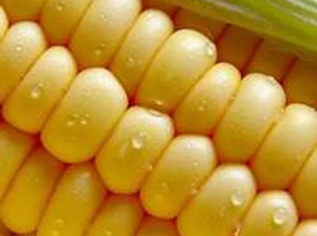 Купуємо кукурузу на вигідних умовах- фото № 1