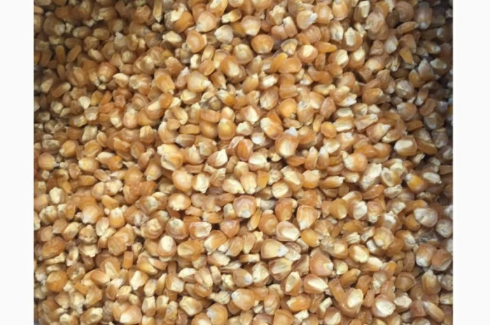 Насіння цукрової кукурудзи сорту Брусниця- фото № 1