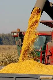 Куплю кукурудзу з елеватора від 100 тонн- фото № 1