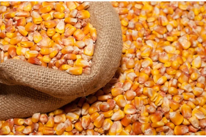 Закупка кукурузы в Полтаве- фото № 4