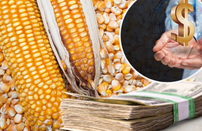 Закупка кукурузы в Полтаве- фото № 1