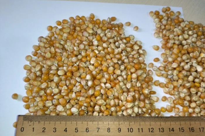 Кукурудза для попкорну оптом- фото № 1