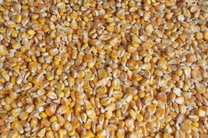 Покупка кукурузы не базовой качества- фото № 1
