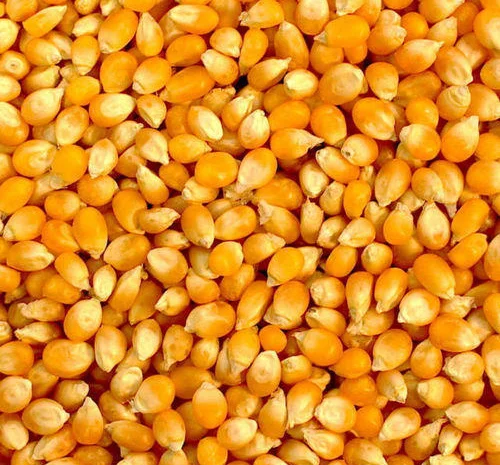 Закупівля кукурудзи- фото № 1