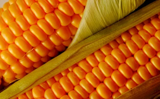 Закупівля кукурузи з полів- фото № 1