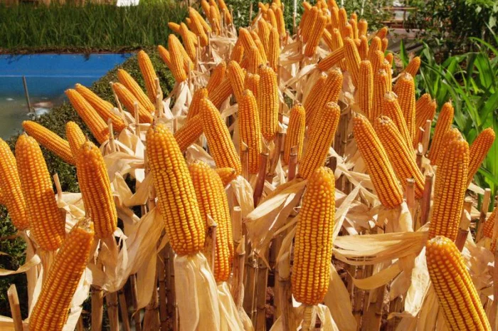 Кукурузу Куплю, КРЕМЕНЧУГ любой объем вся Полт.обл- фото № 1