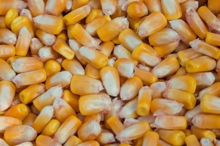 Купуемо Кукурузу любий обьем, форма оплати договiрна- фото № 1