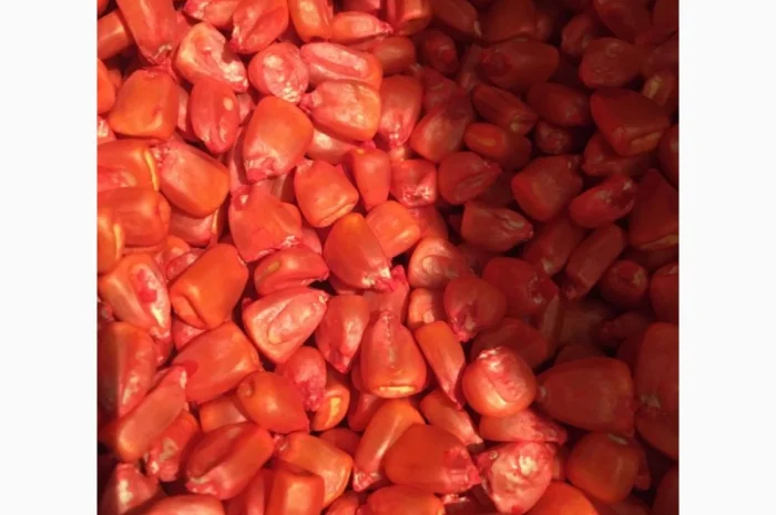 Кукурудза Монсанто на продаж- фото № 7