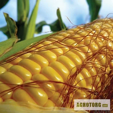 Насіння кукурудзи ВН 6763 - високий врожай- фото № 1
