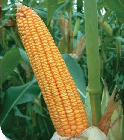 Продаж насіння кукурудзи Гран 6- фото № 1