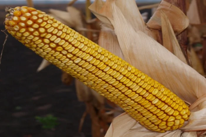 Насіння кукурудзи Гран 1 - середньостиглий гібрид- фото № 1