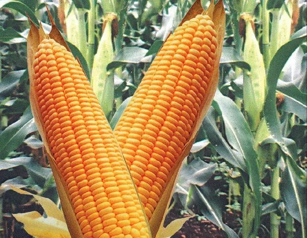 Семена кукурузи ДН Аджамка на продажу- фото № 1