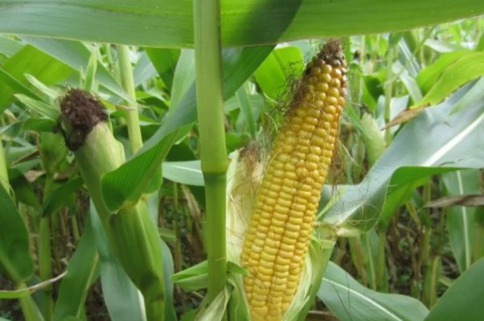Насіння кукурудзи ДН Елмор, ФАО 240, урожай 2020- фото № 1