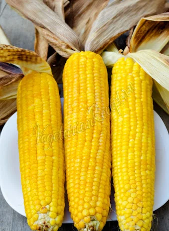 Семена кукурузы ДН София для продажи- фото № 1