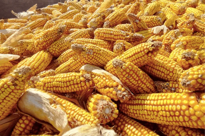 Насіння кукурудзи Сидні (ФАО 350) на продаж- фото № 1