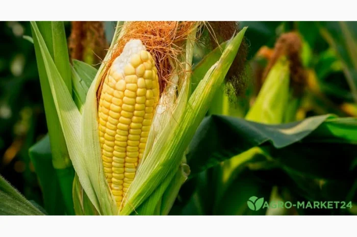 Семена кукурузы Сабин ФАО 300- фото № 1