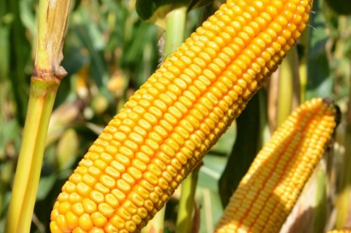 Кукурудза гібриди 'Леванте' та 'Остро' від Mirasol Seed- фото № 1